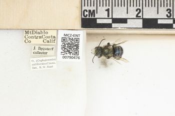 Media type: image;   Entomology 790476 Aspect: Labels